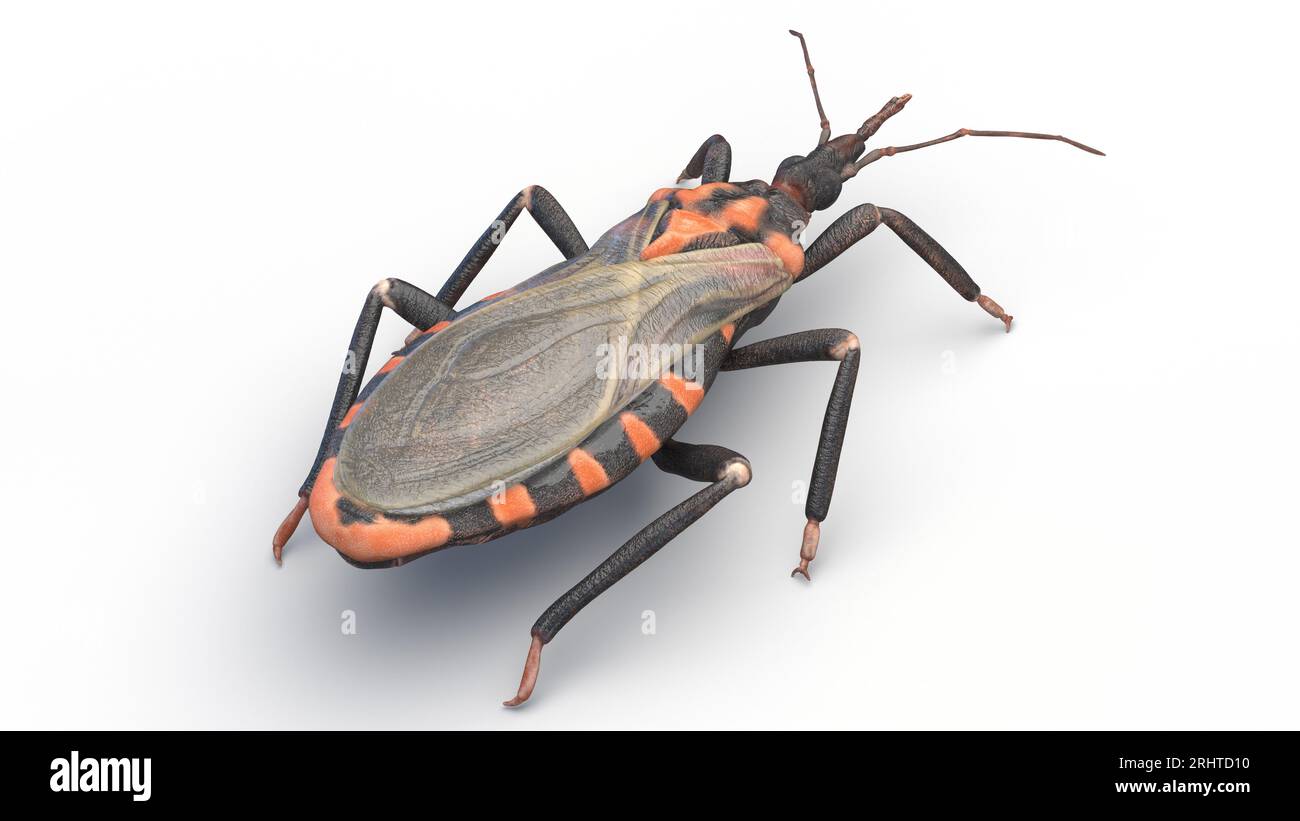 Kissing bug, illustration Stock Photo