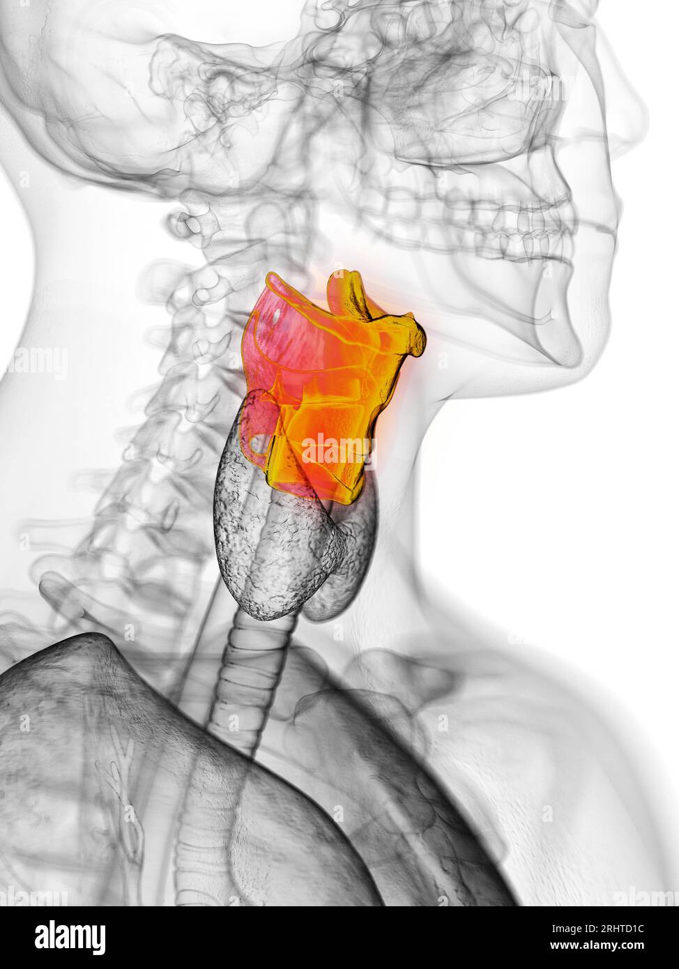 Larynx, illustration Stock Photo