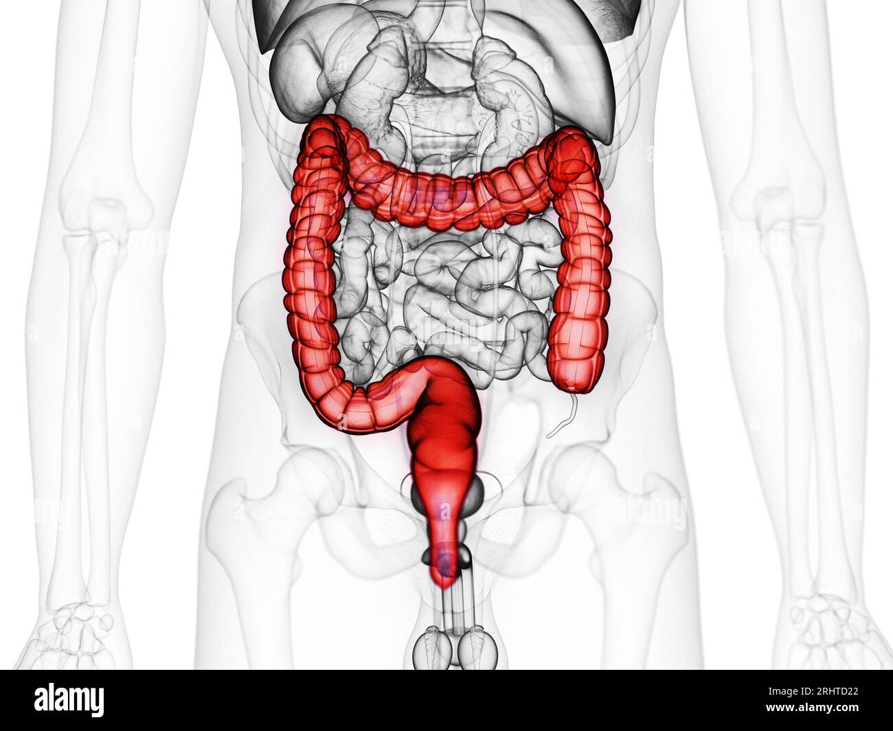 Measuring Large Intestine Large intestine, illustration Stock Photo - Alamy
