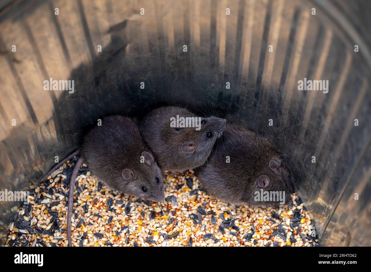 Australian Bush rats - Australian Native animal in a tin feed bin ...