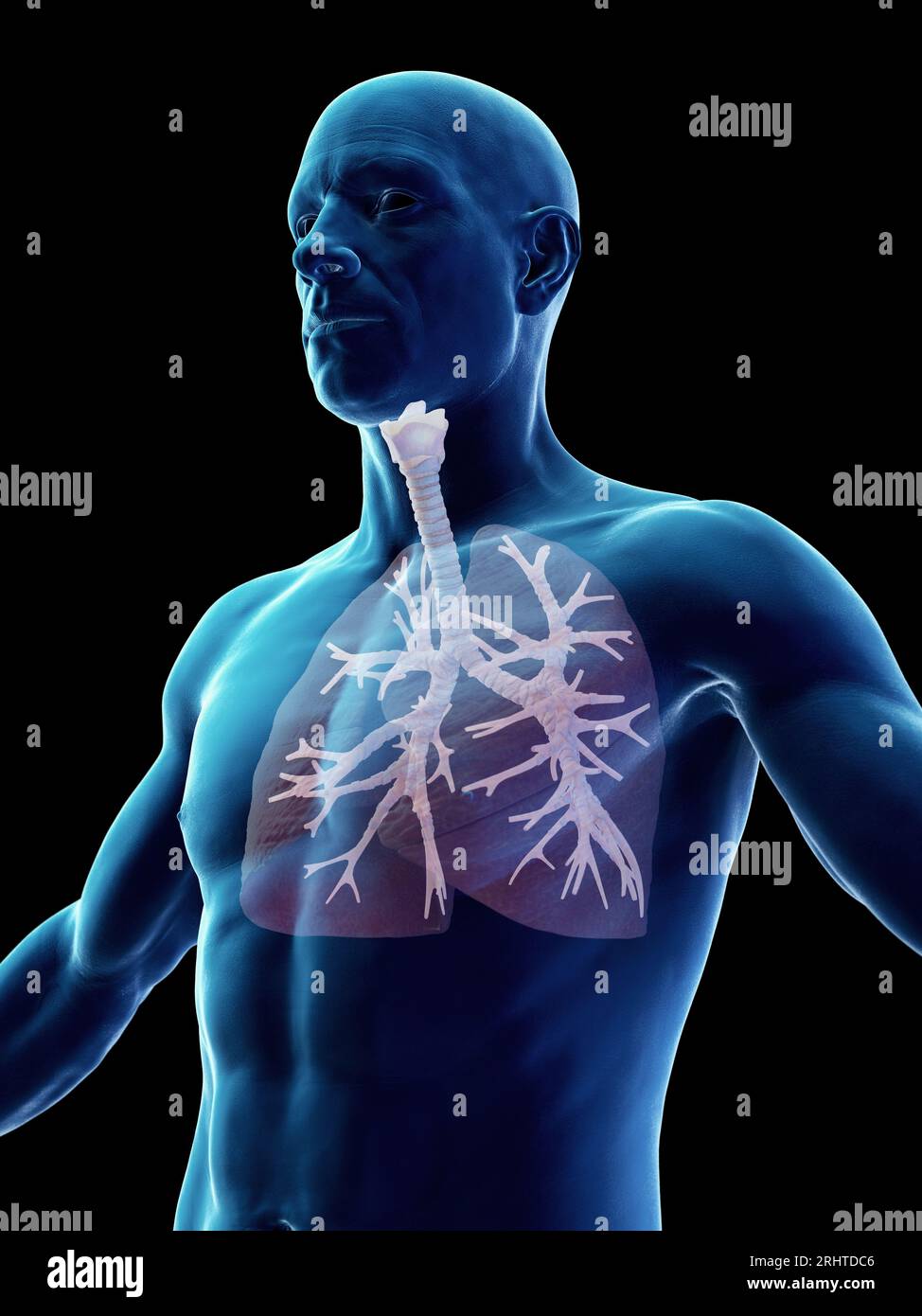 Male bronchial tree, illustration Stock Photo - Alamy