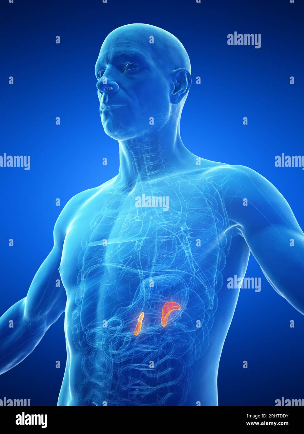 Male adrenal glands, illustration Stock Photo Alamy