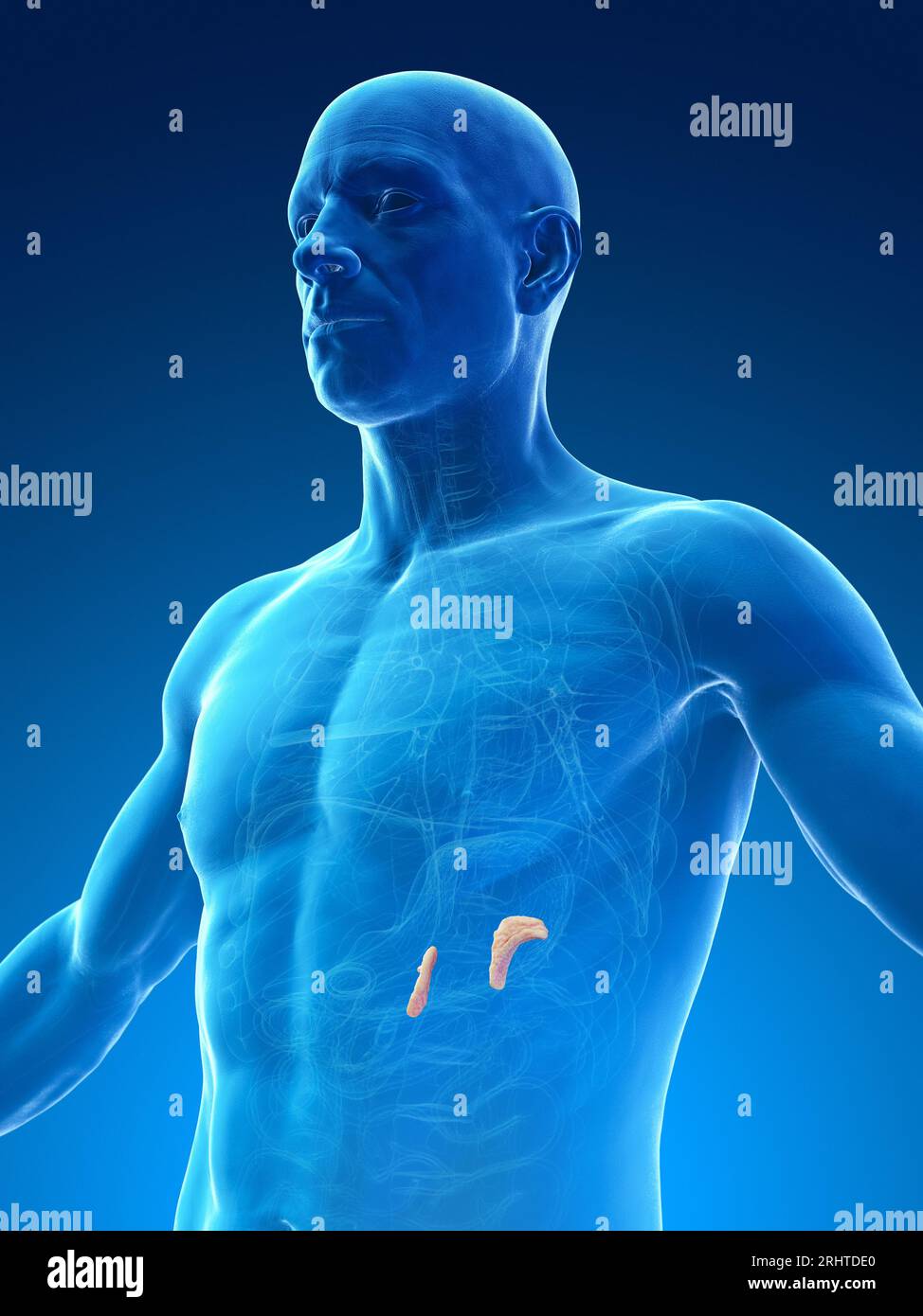 Male adrenal glands, illustration Stock Photo Alamy