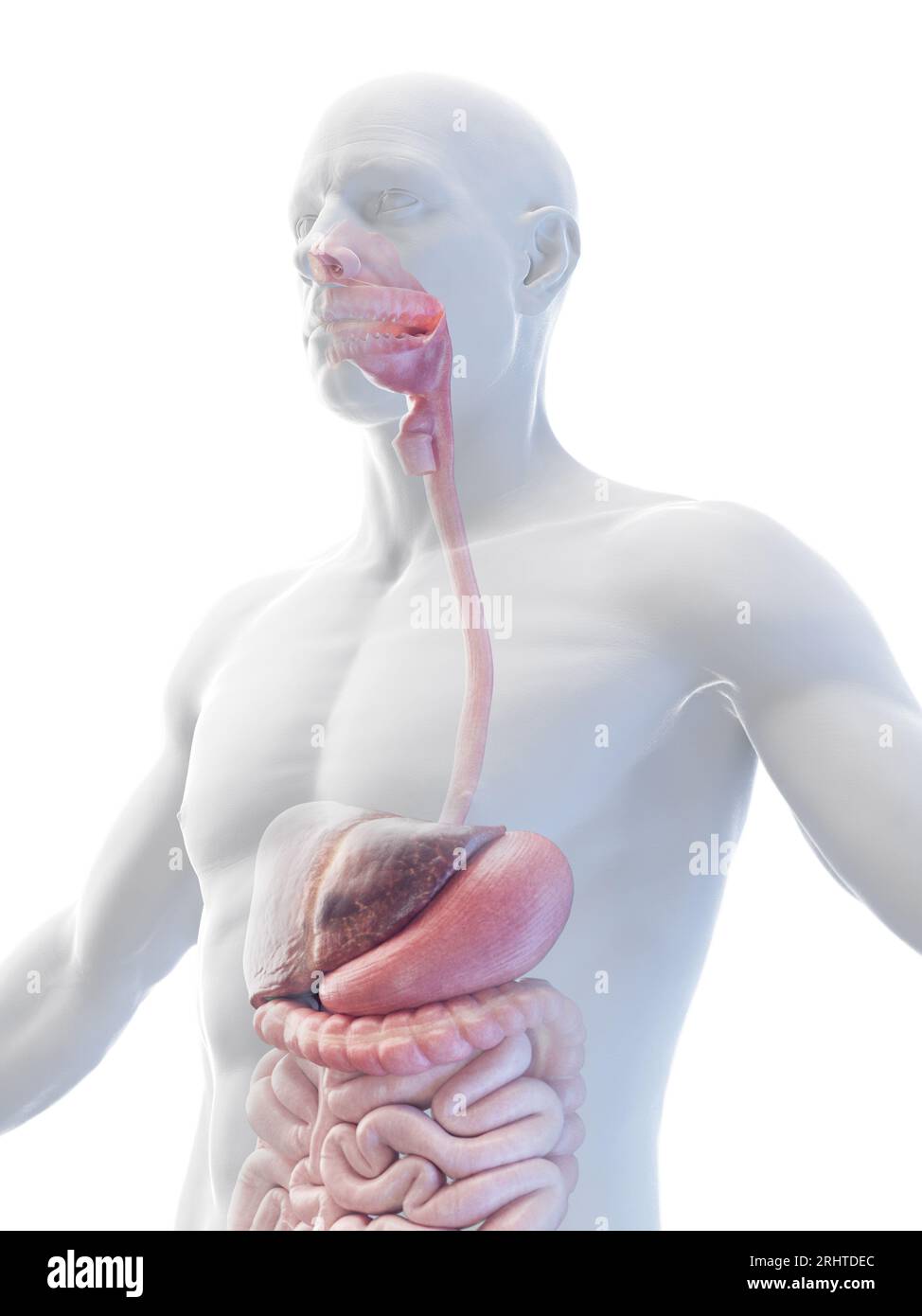 Male internal organs, illustration Stock Photo