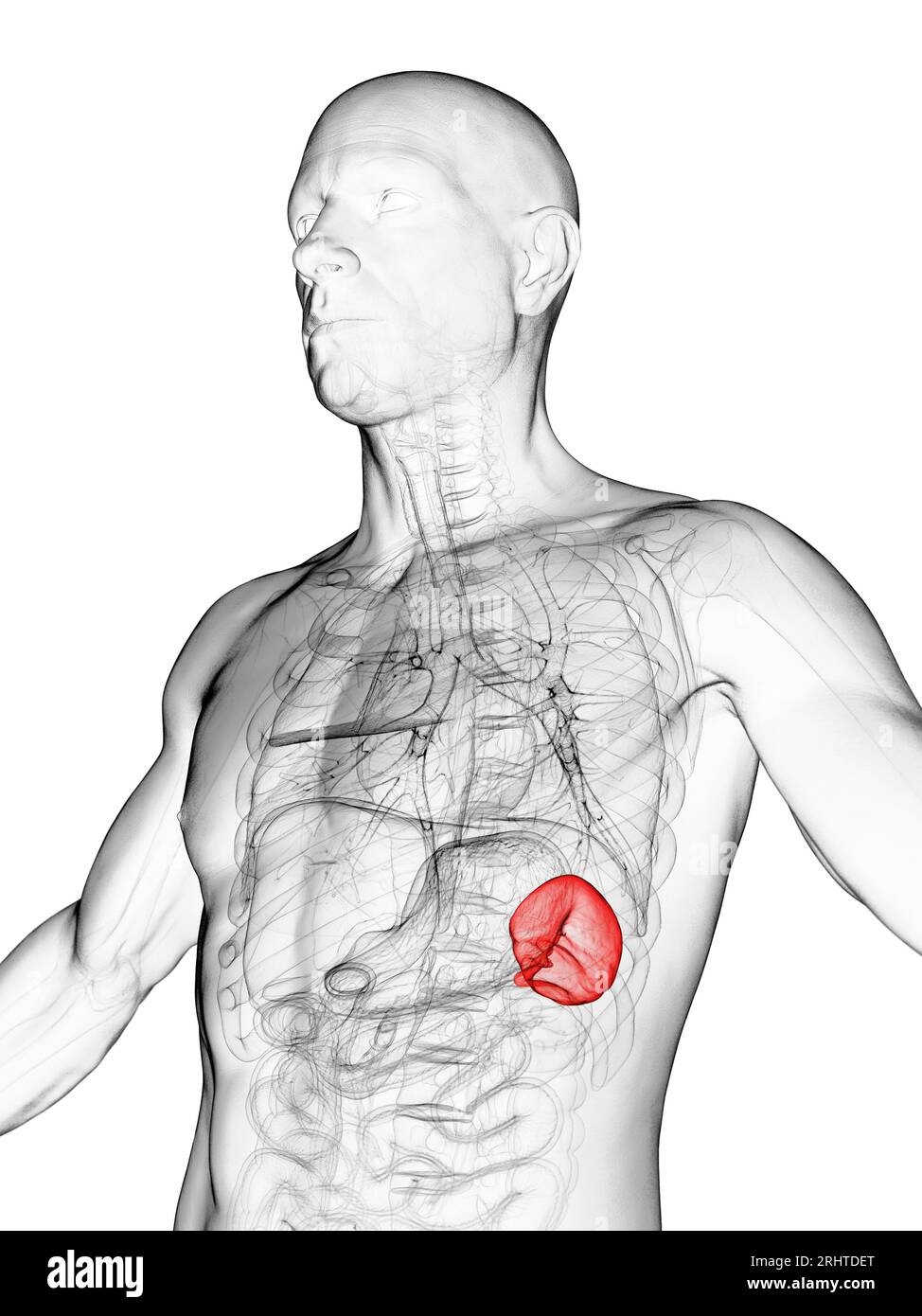 Male spleen, illustration Stock Photo - Alamy