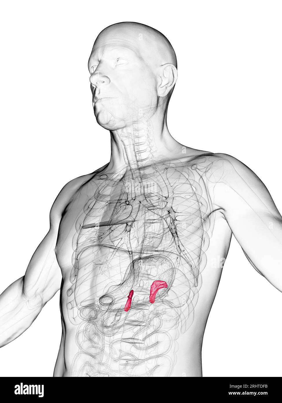 Male adrenal glands, illustration Stock Photo