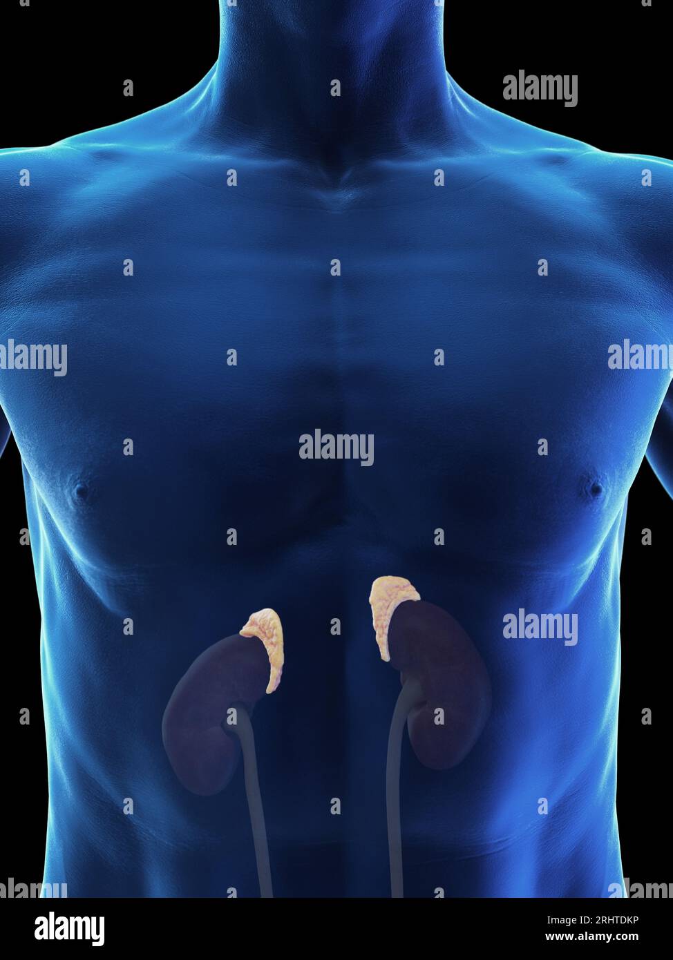 Male adrenal glands, illustration Stock Photo Alamy