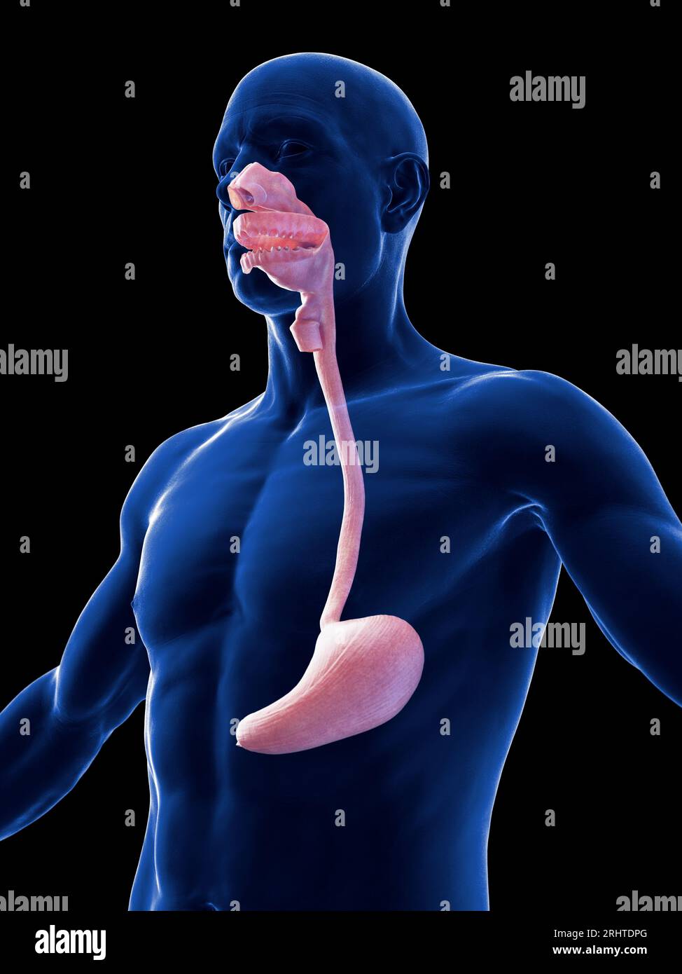 Male stomach and oesophagus, illustration Stock Photo