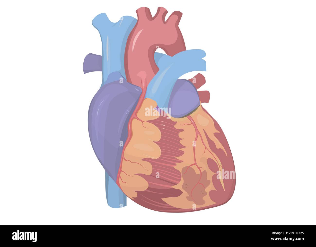 Human heart, illustration Stock Photo
