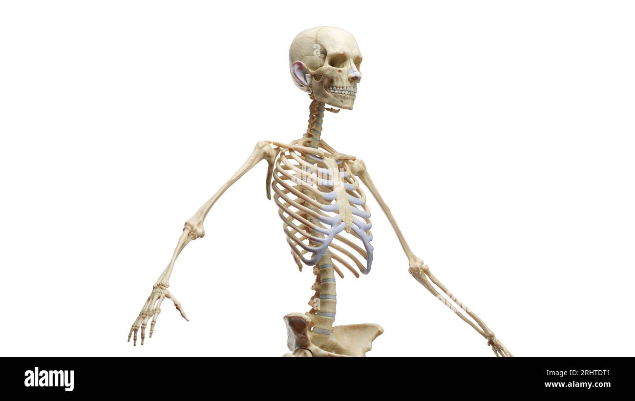 Skeletal system, illustration Stock Photo - Alamy