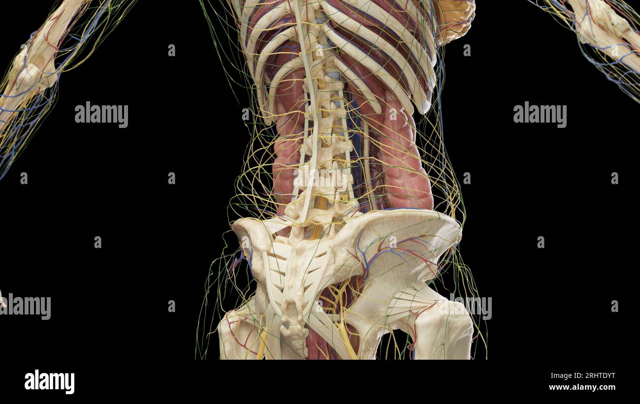 Abdominal anatomy, illustration Stock Photo