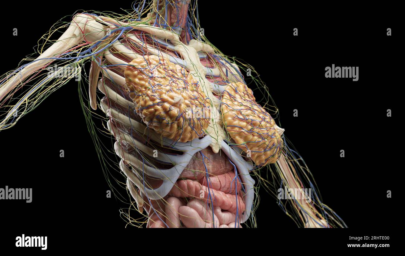 Real Torso Torso anatomy, illustration Stock Photo - Alamy