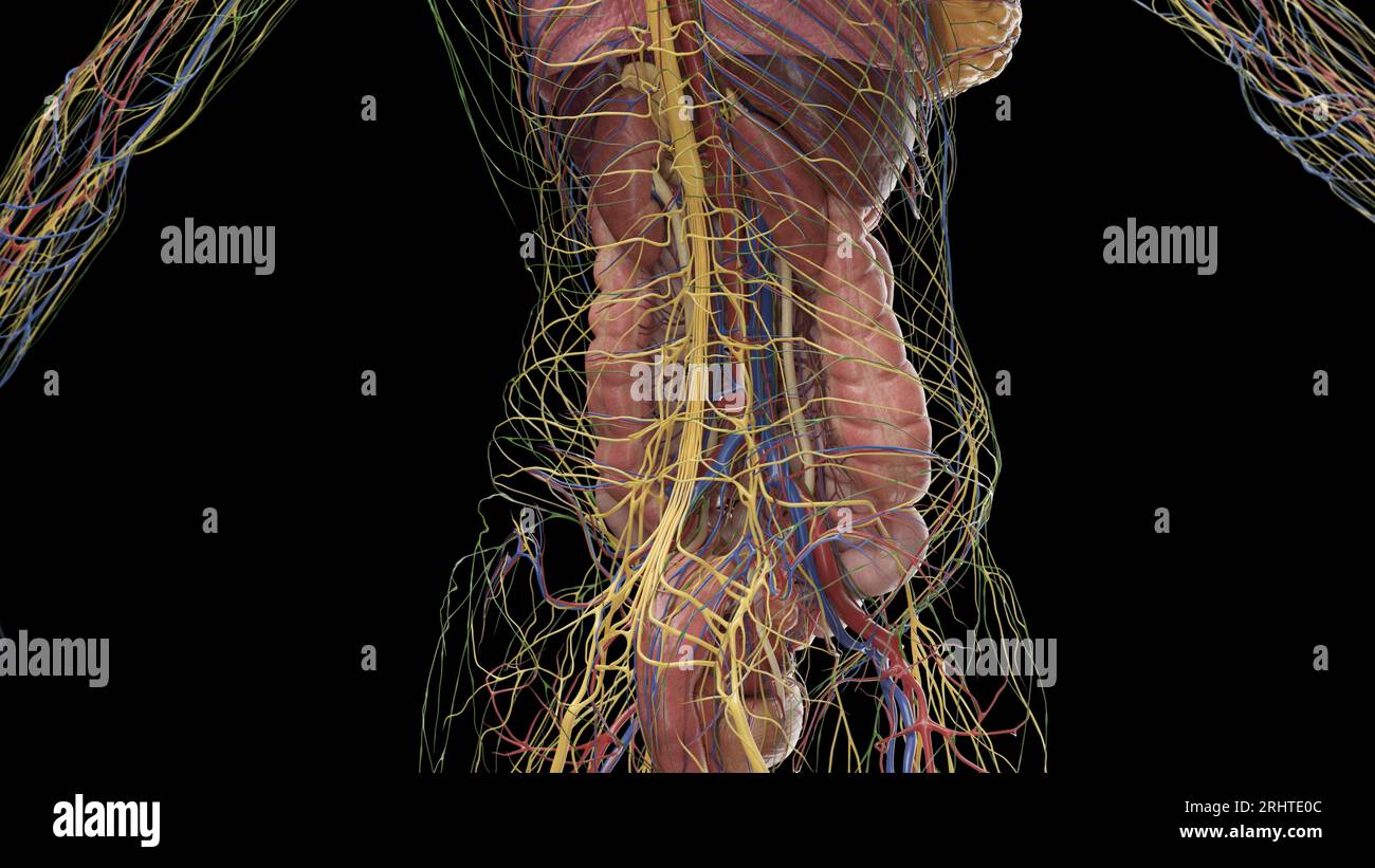 Abdominal anatomy, illustration Stock Photo Biology Diagrams