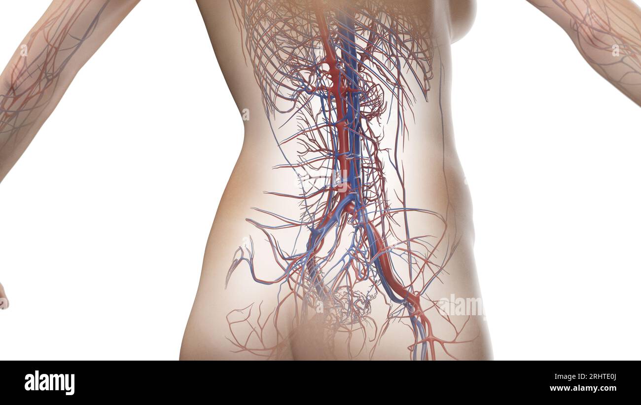 Vascular system of the abdomen and pelvis, illustration Stock Photo