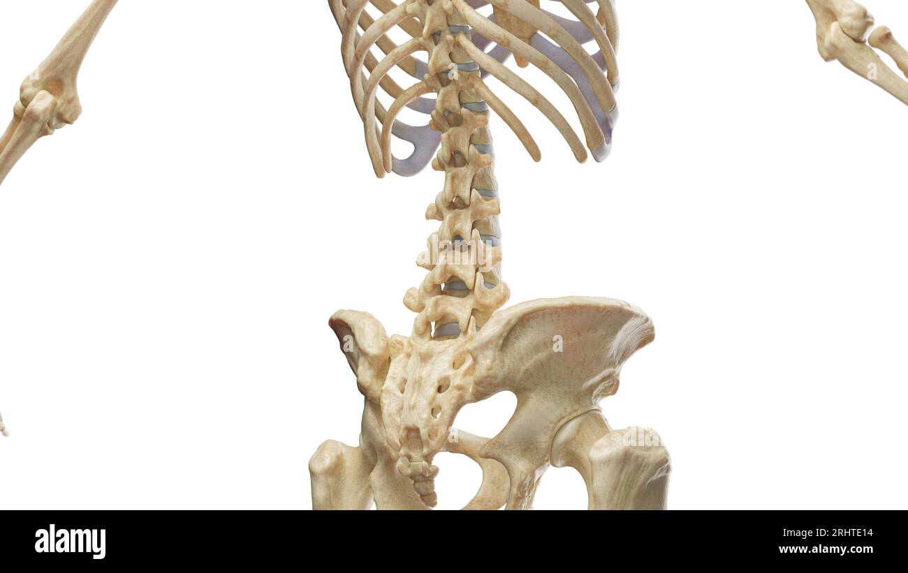 Bones of the abdomen and pelvis, illustration Stock Photo