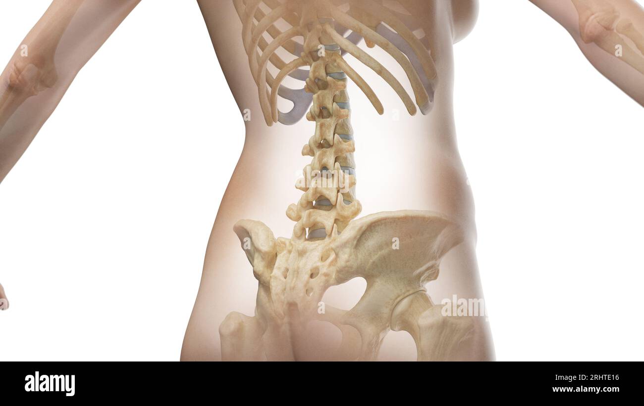 Bones of the abdomen and pelvis, illustration Stock Photo