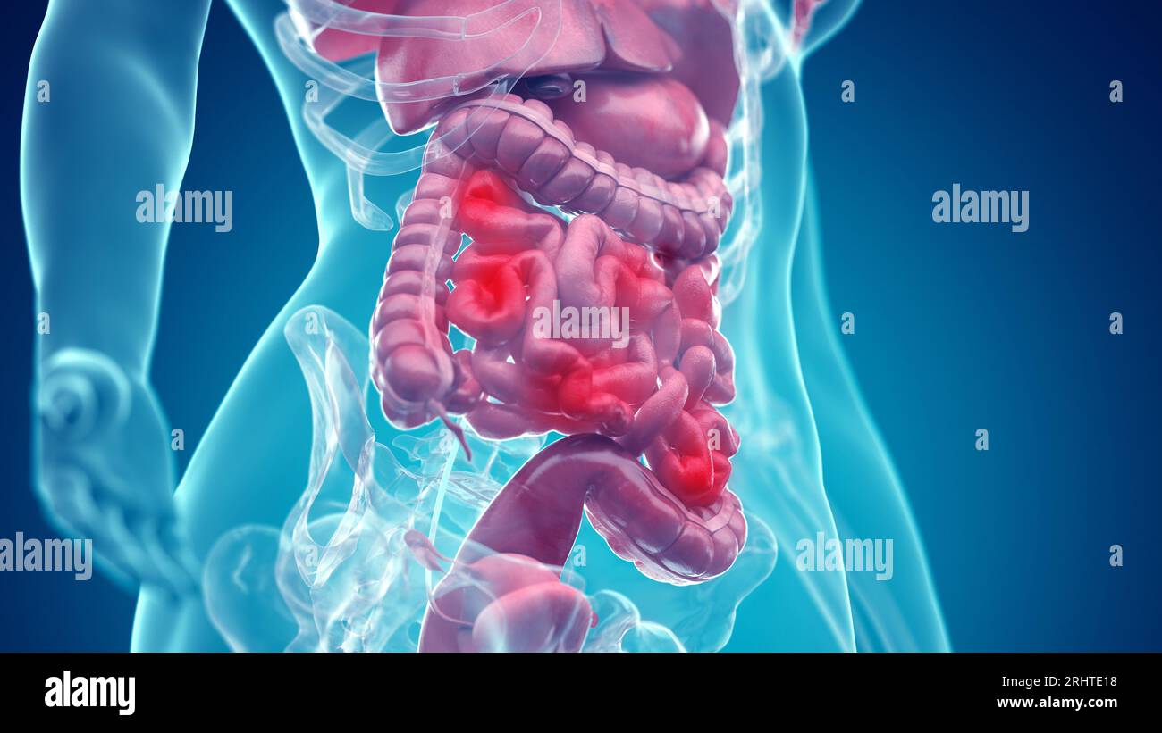 Abdominal organs, illustration Stock Photo - Alamy