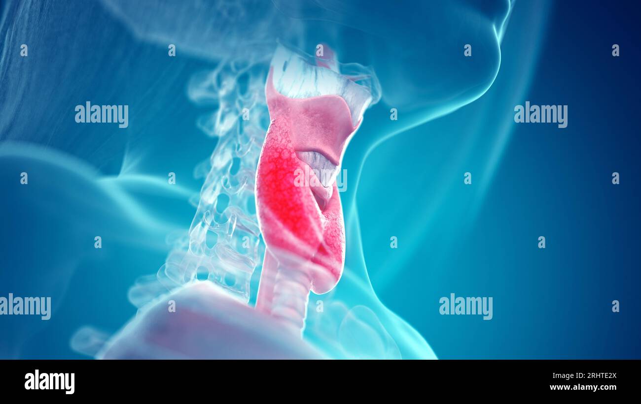 Neck anatomy illustration Stock Photo Biology Diagrams