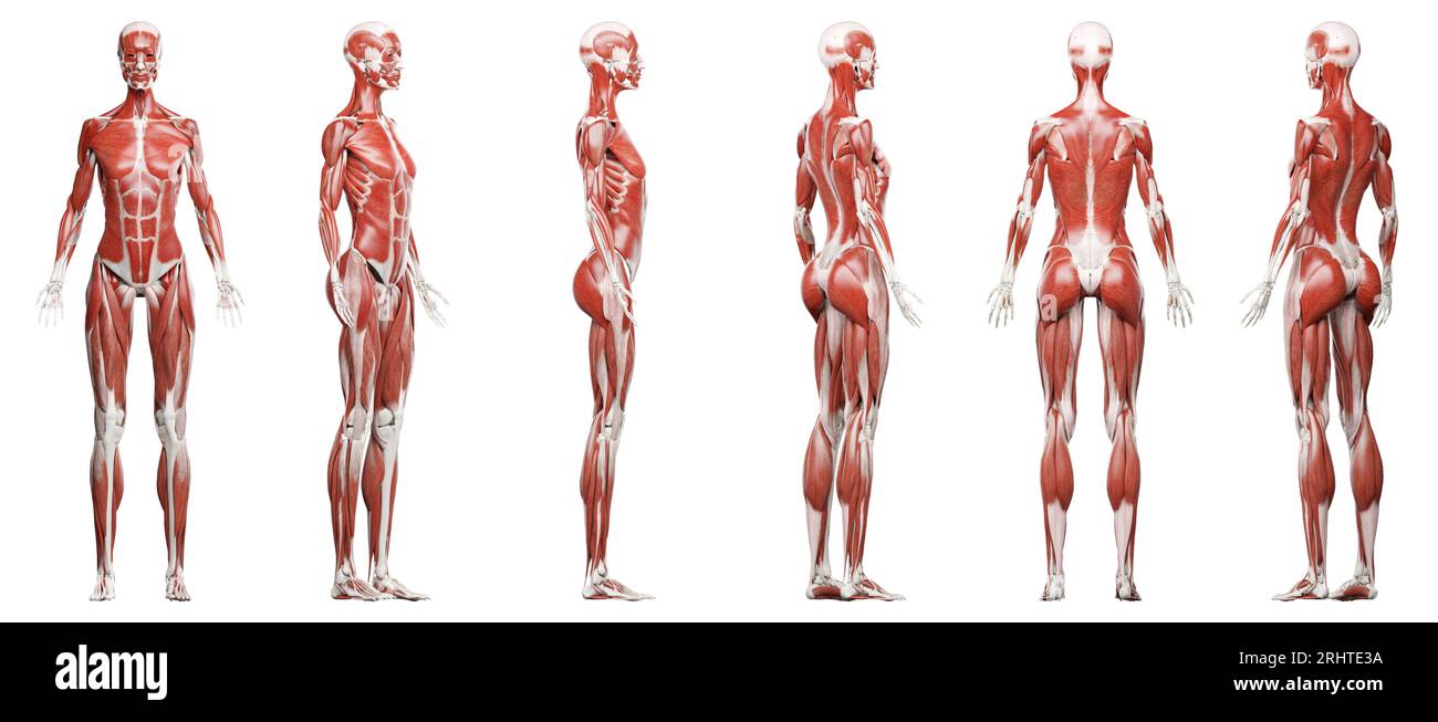 Female muscular system, illustration Stock Photo - Alamy