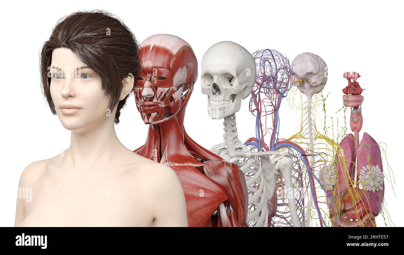 Human anatomy systems, illustration Stock Photo Alamy
