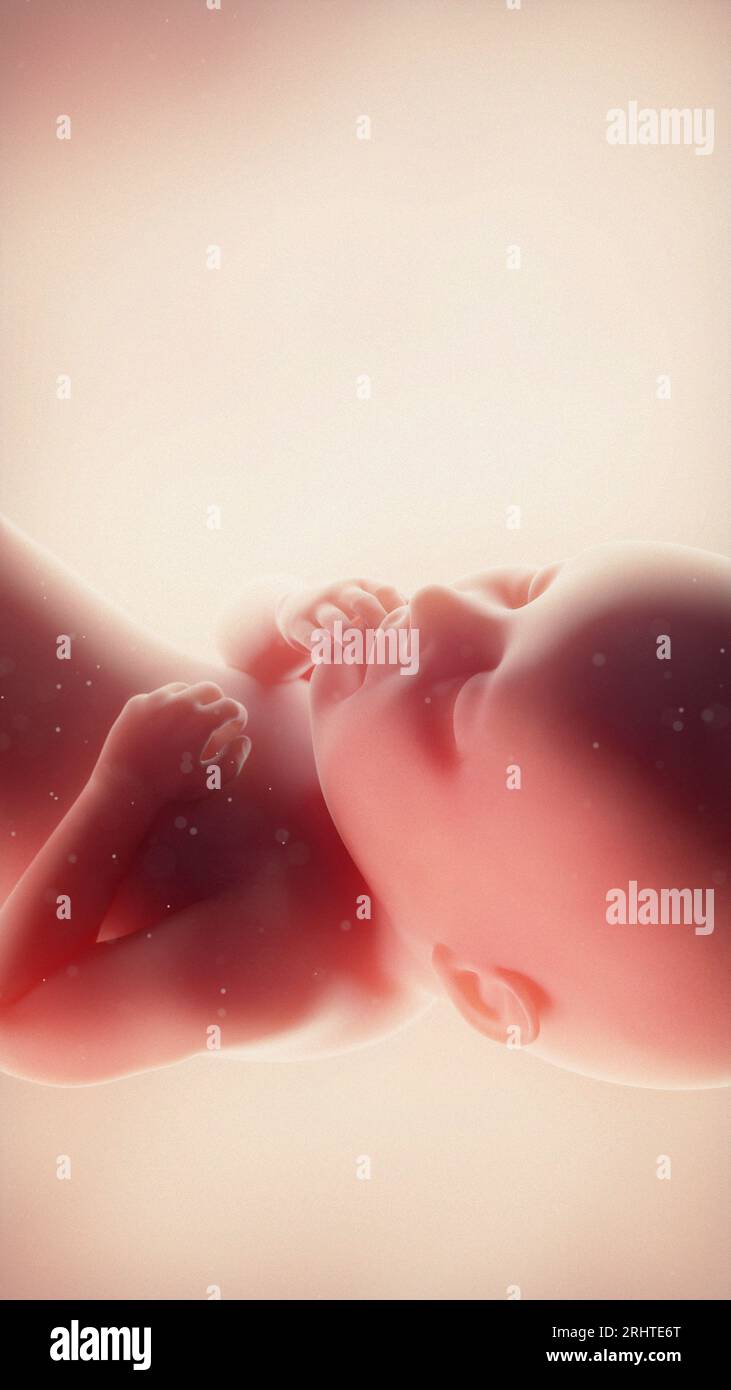 Foetus at week 36, illustration Stock Photo - Alamy