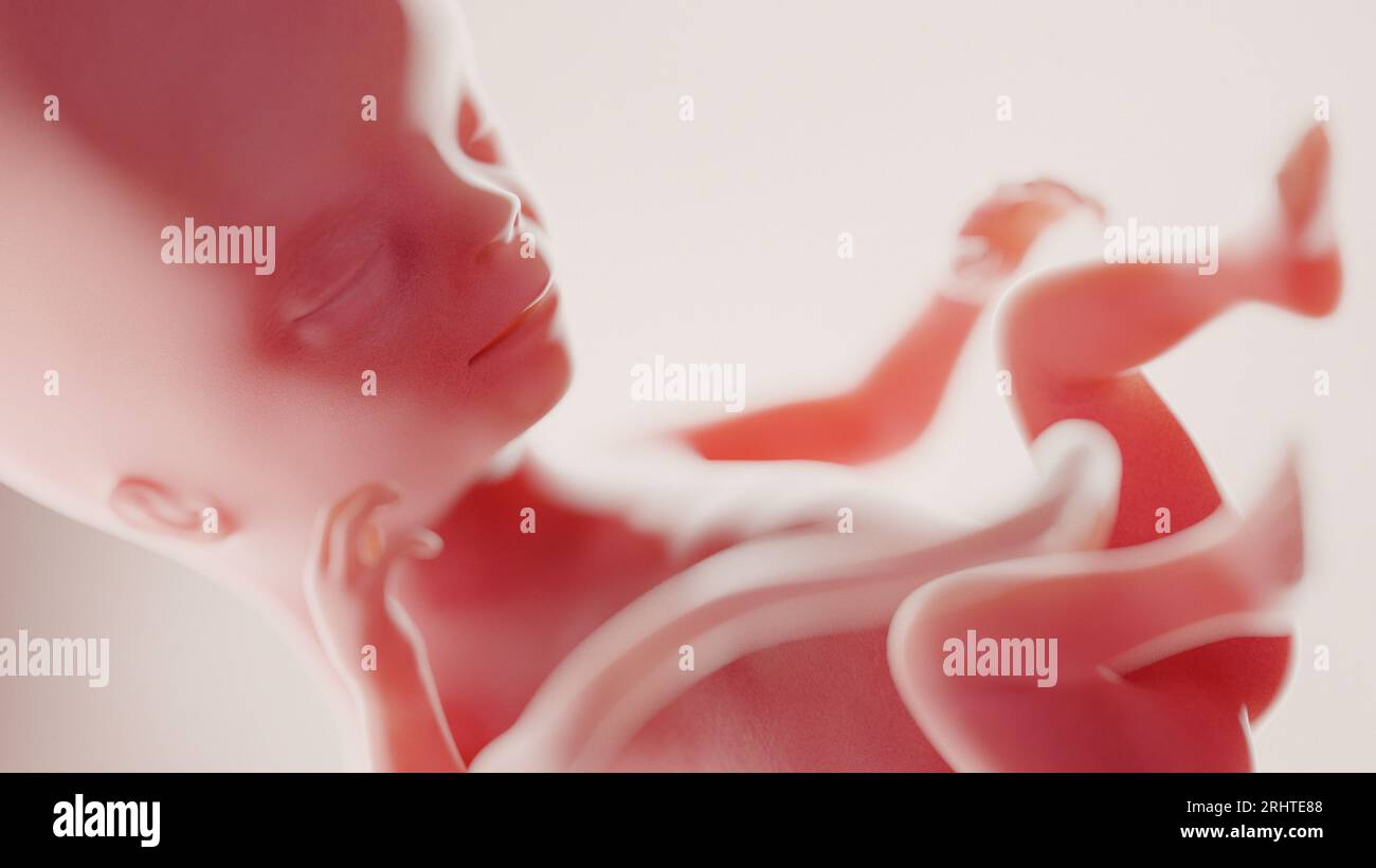 foetus de 14 semaines images