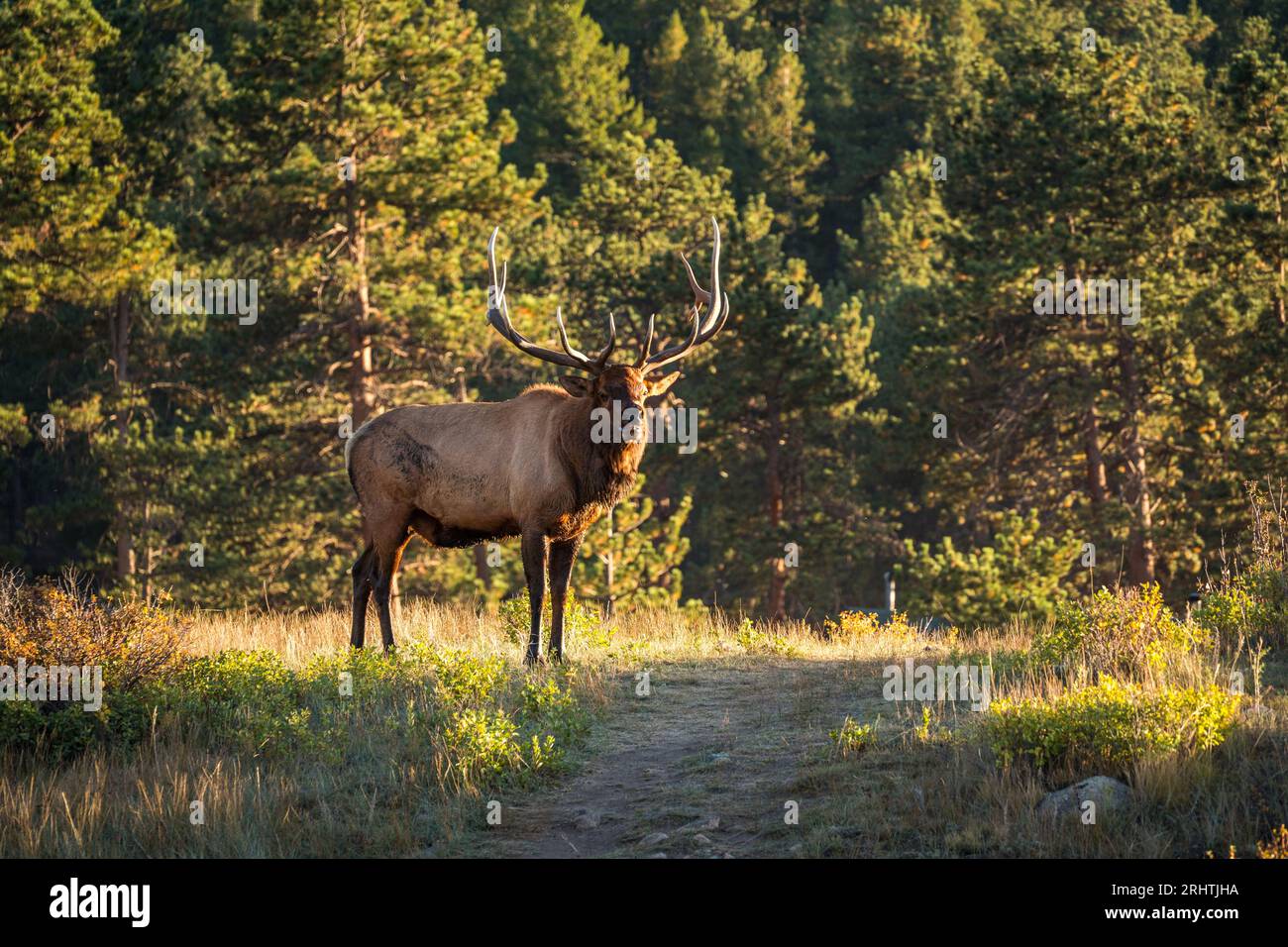 big bull elk in forest of rocky mountains during sunset Stock Photo