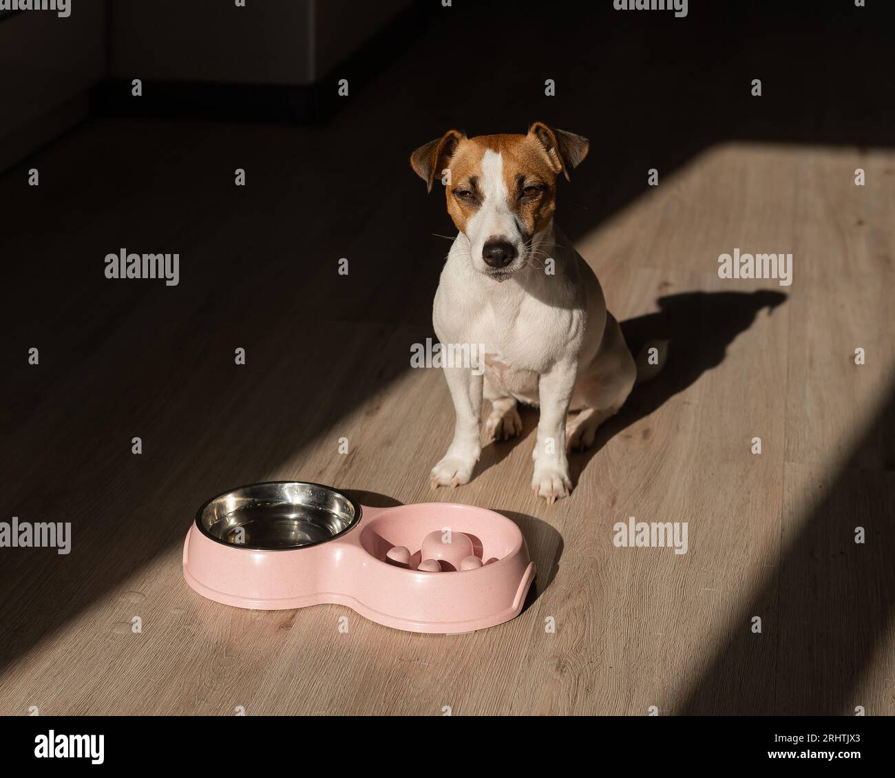 Dog fed up with bowl hot sale