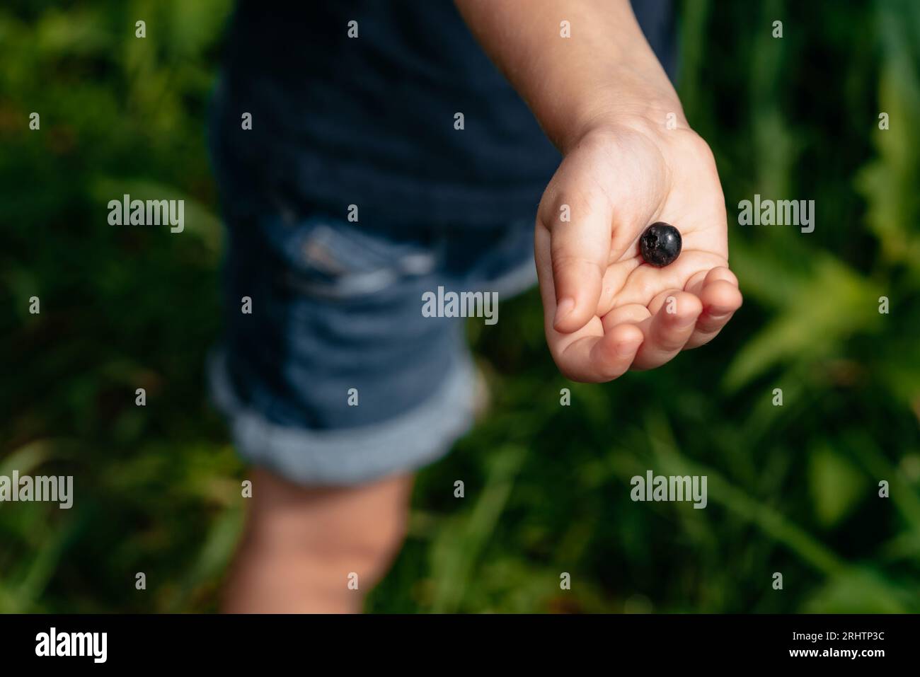 Child standing on grass and holding a single blueberry in it's hand Stock Photo
