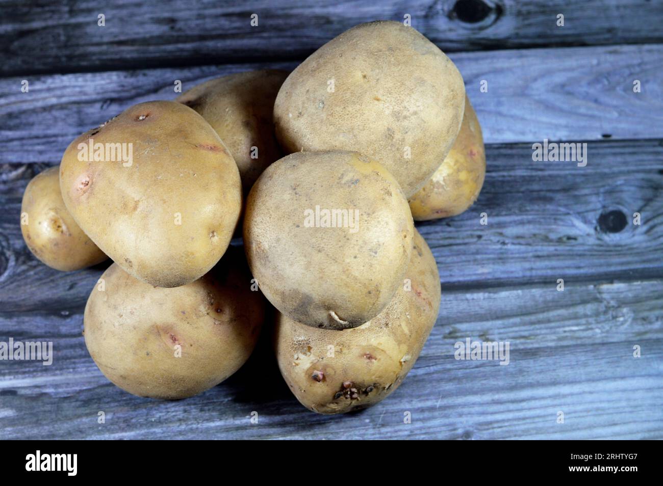 The potato, a starchy food, a tuber of the plant Solanum tuberosum and
