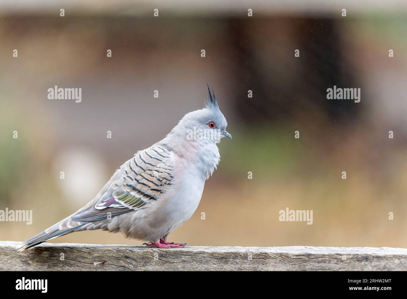 A solitary Crested Pigeon is perched, in profile, on an old wooden fence rail in the outback town of Bourke in New South Wales in Australia. Stock Photo