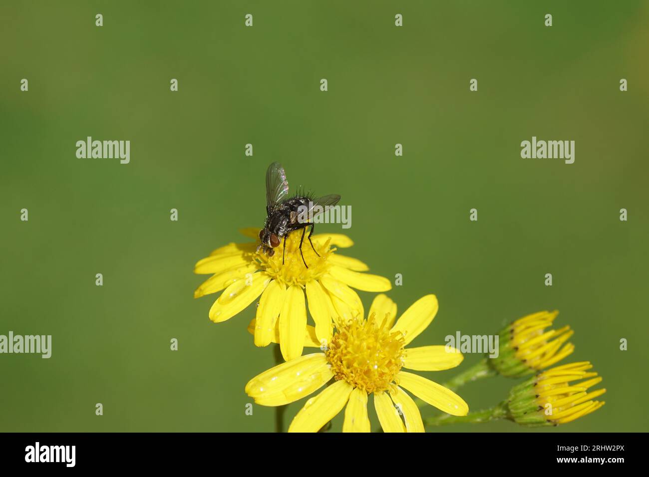 Closeup Tachinid fly Nemorilla floralis on flowers of ragwort (Senecio ...