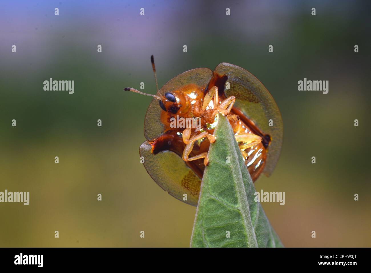 Eye catching insects hi-res stock photography and images - Alamy