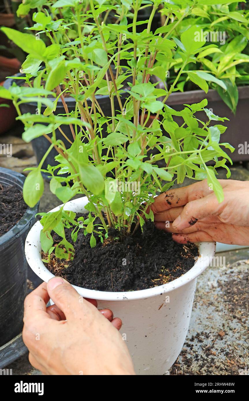 People Planting Thai Sweet Basil in a White Pot Stock Photo Alamy