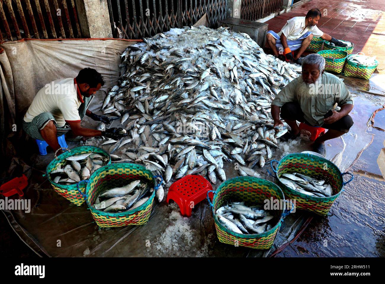 Hilsa fish in bangladesh hi-res stock photography and images - Page 3 -  Alamy