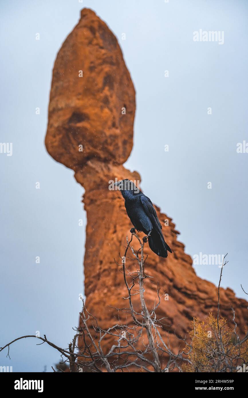 balanced rock and crow at arches national park Stock Photo - Alamy