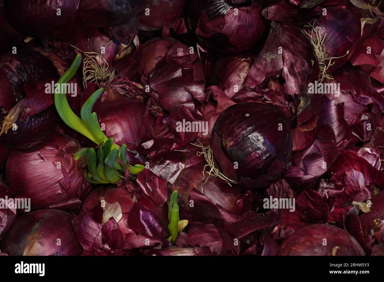 Brown large unpeeled onion hi-res stock photography and images - Alamy