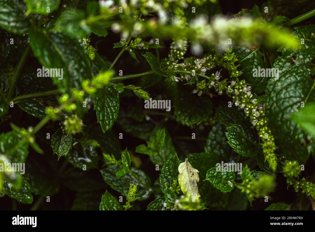 Closeup of green leaves. Fresh mint leaves. Detailed grass background