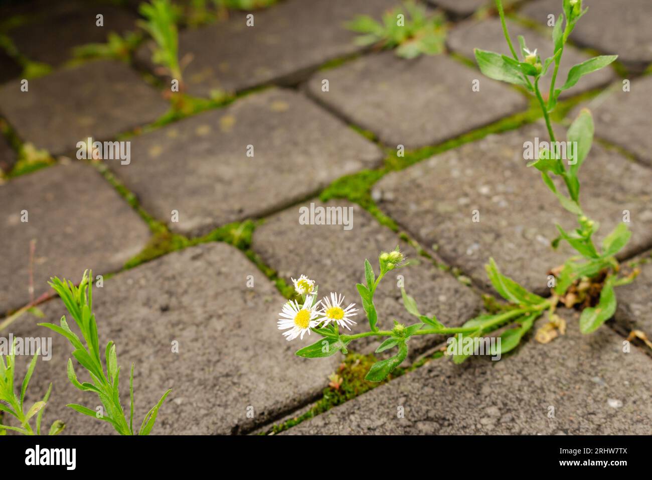 Daisy flowers on pavement. Small chamomile on the road. Nature in details. Power of nature. White flowers breaking stone pavement. Survive nature. Stock Photo