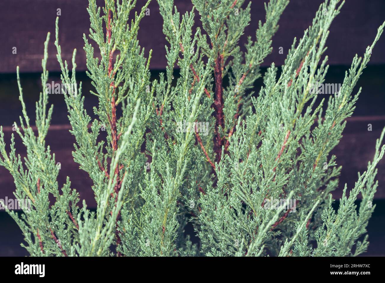 Coniferous trees, close up. Evergreen tree. Pine needles, macro. Spruce needles. Natural pattern. Christmas tree. Chlorophyl leaves. Stock Photo