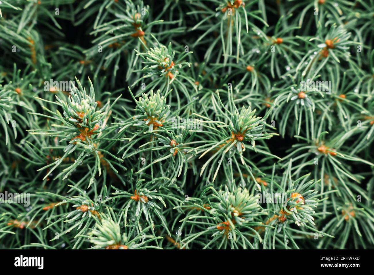 Coniferous trees, close up. Evergreen tree. Pine needles, macro. Spruce needles. Natural pattern. Christmas tree. Chlorophyl leaves. Pine forest. Stock Photo