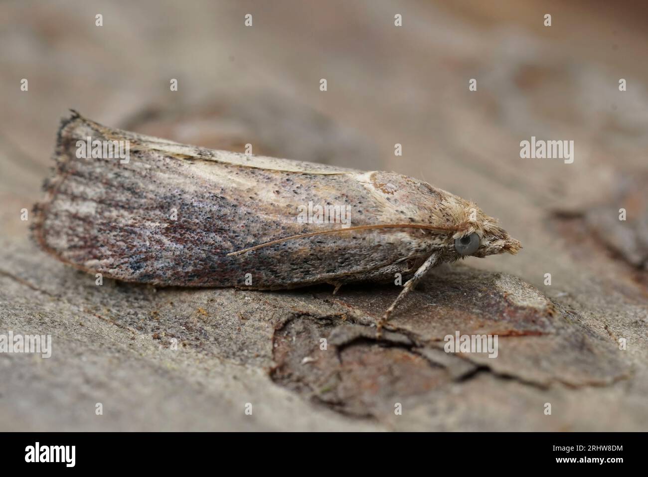 Detailed closeup on the greater wax or moth, Galleria