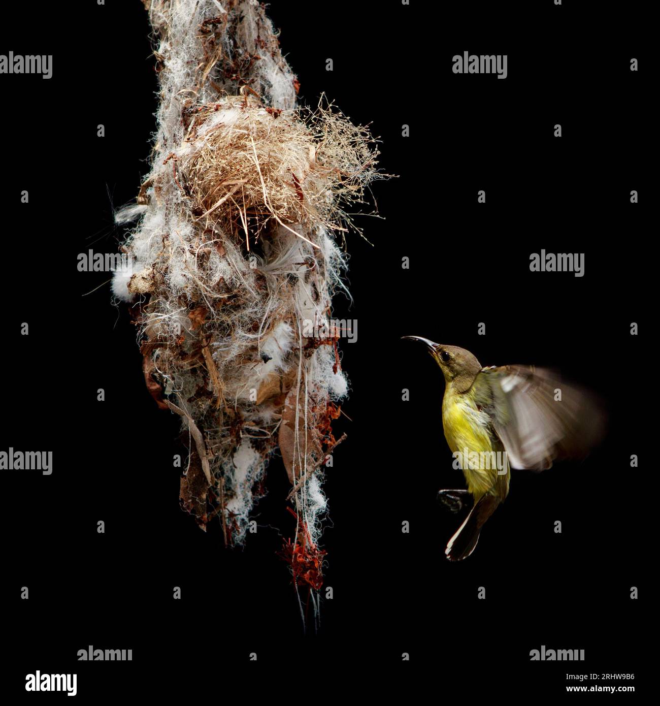 olive back sunbird approach for landing to hanging nest against black background Stock Photo