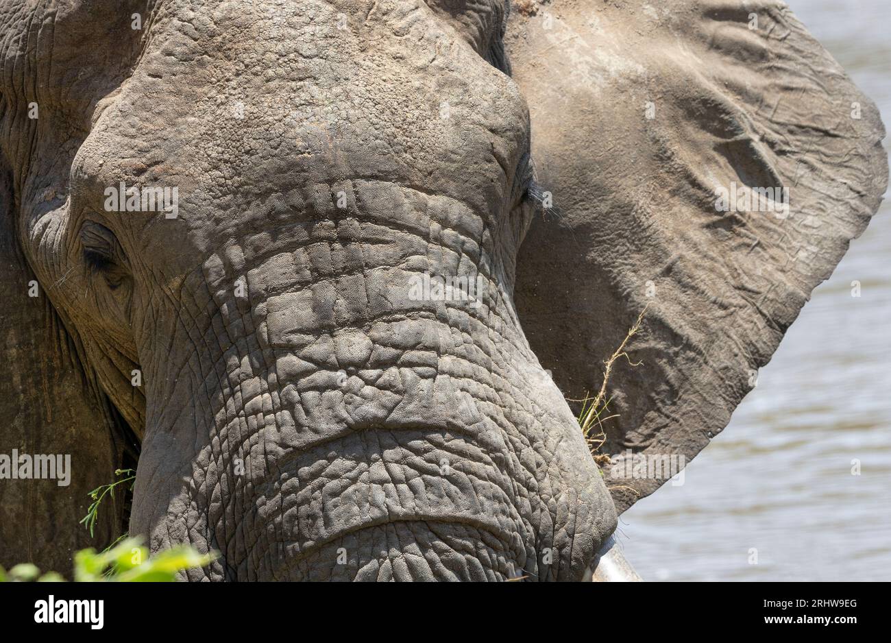 The skin of the Elephant is thick and wrinkled. This helps cooling by