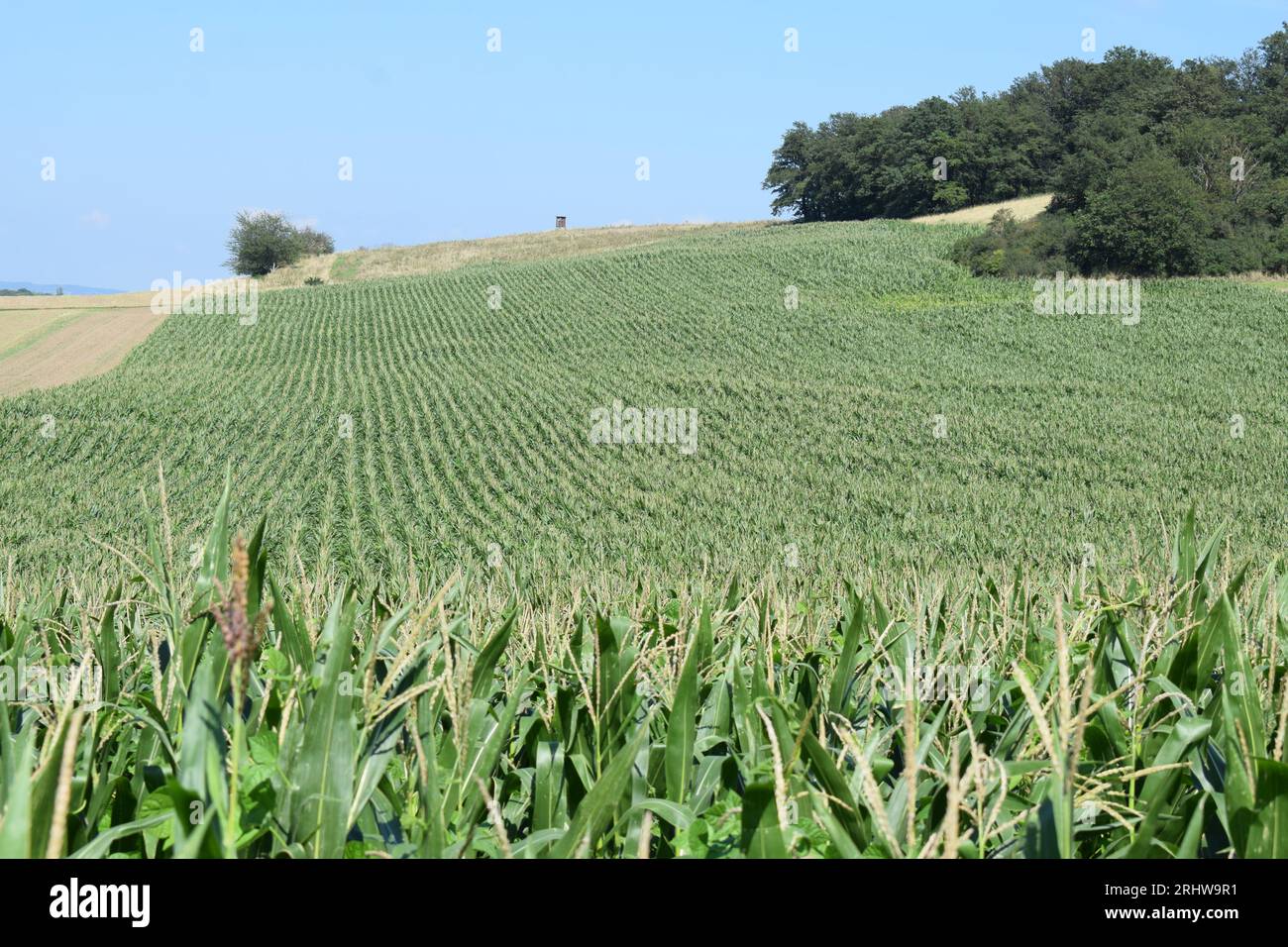 corn field in summer Stock Photo