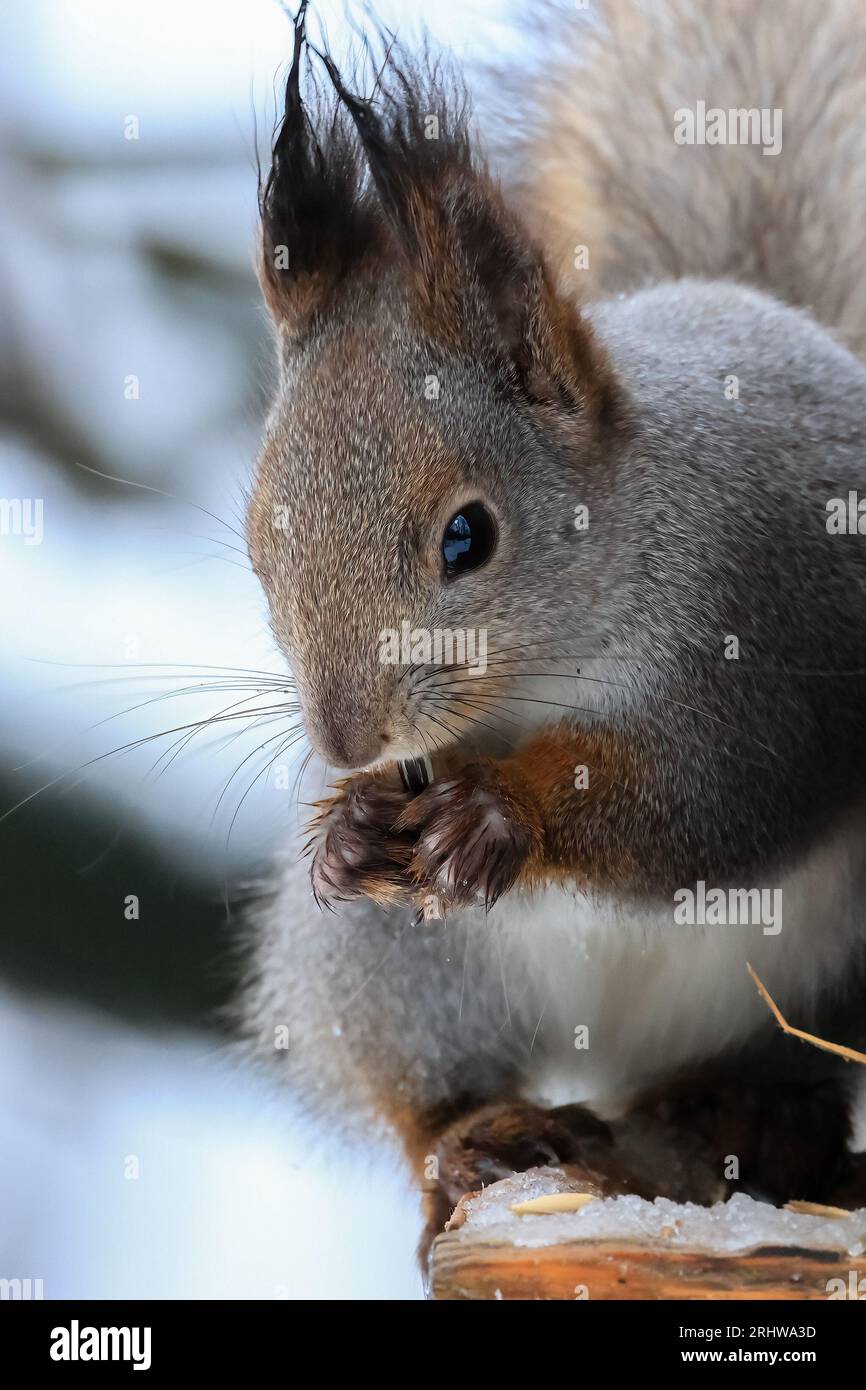 European red squirrel Stock Photo