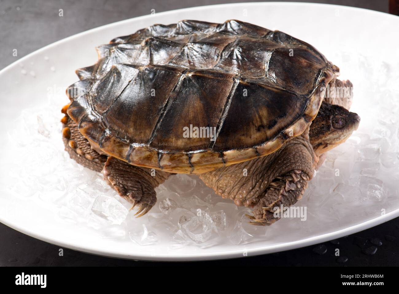 cooked turtle