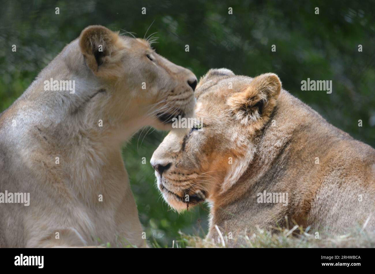 Lionesses in the Wild Stock Photo