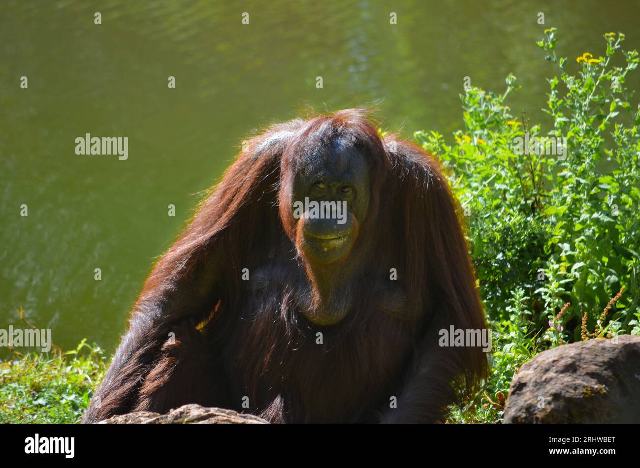 Happy Orangutan Smiling Stock Photo