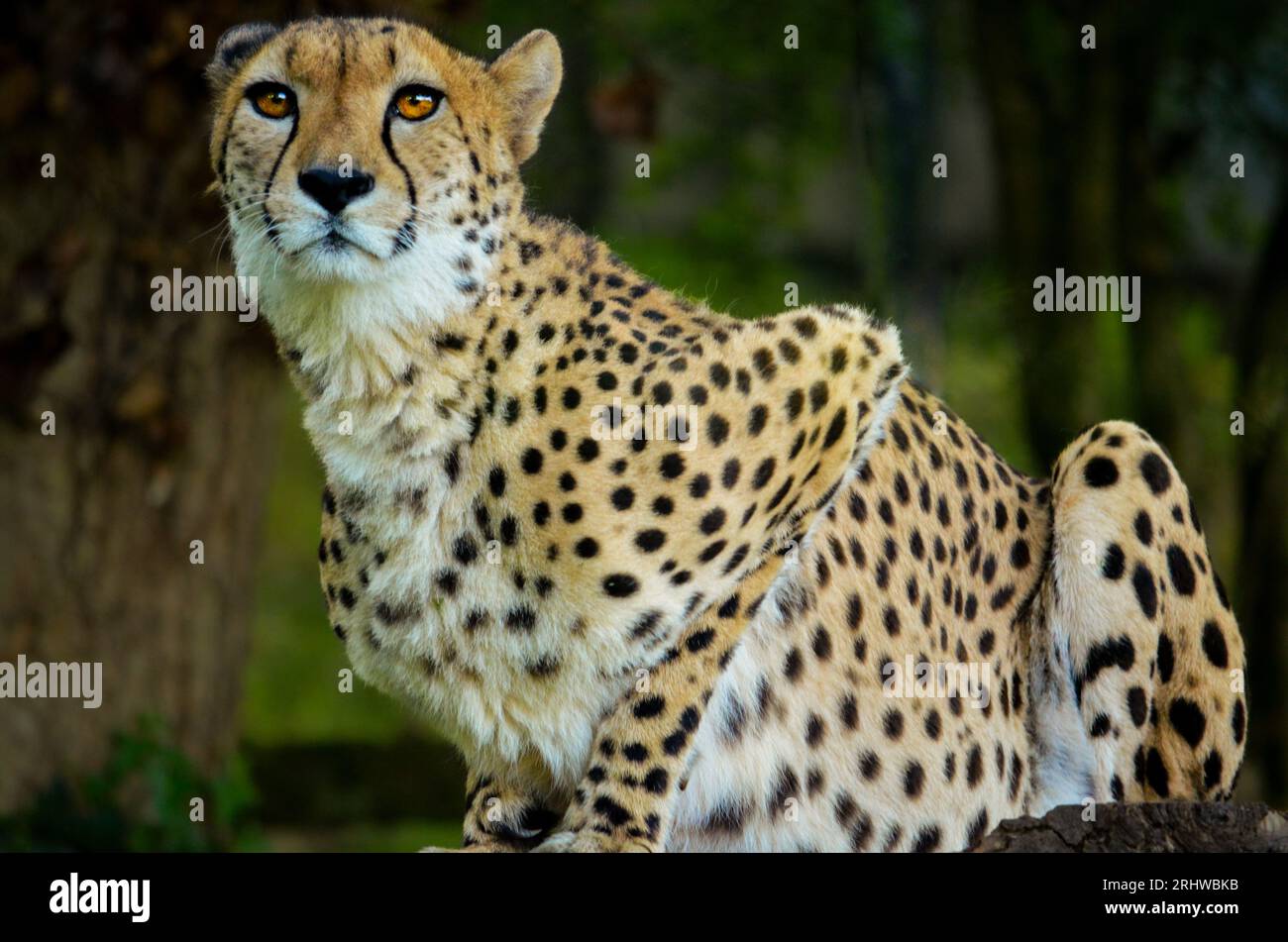 Cheetah in the Wild Stock Photo